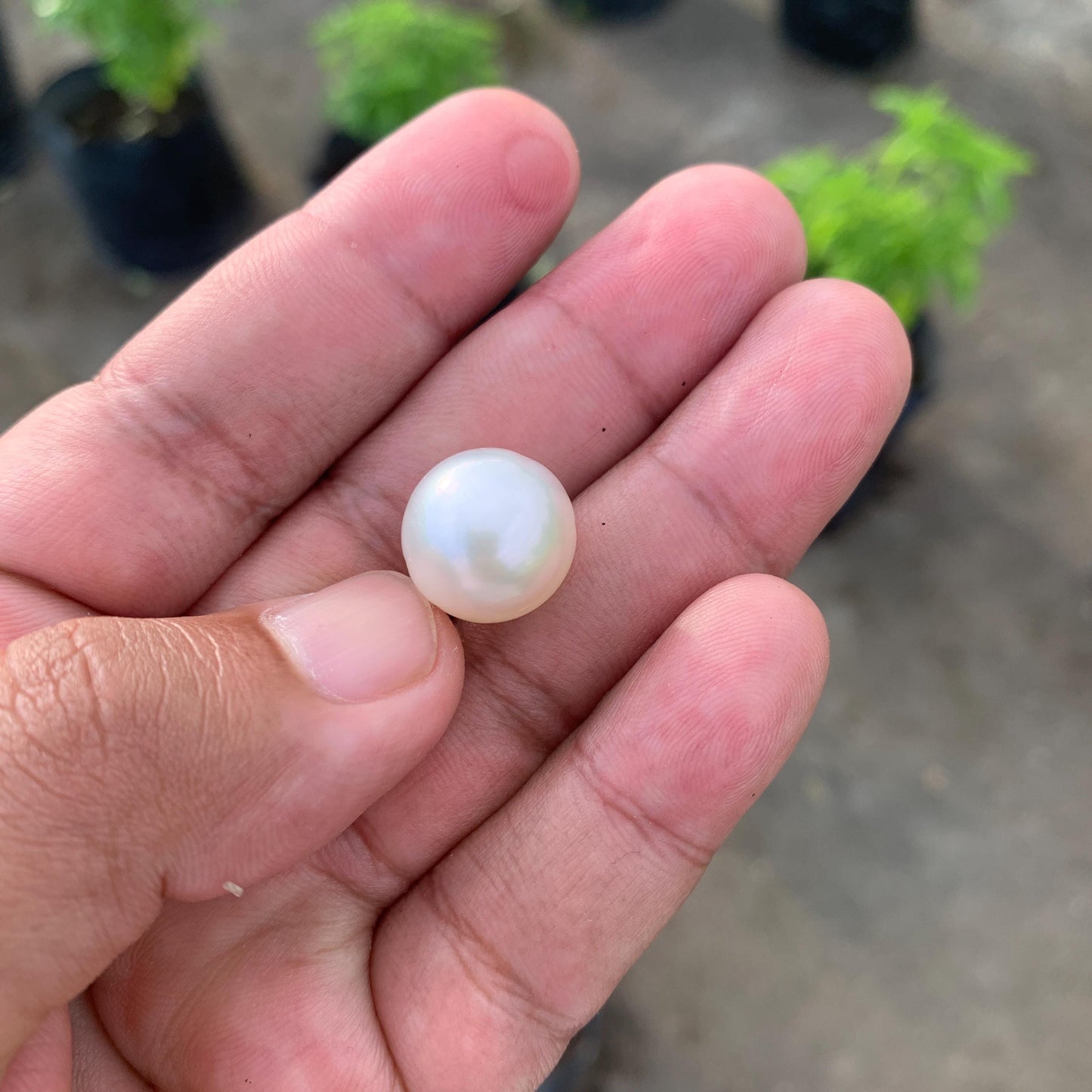 14.6mm Loose White South Sea Pearl Indonesia BoZorX FR-4