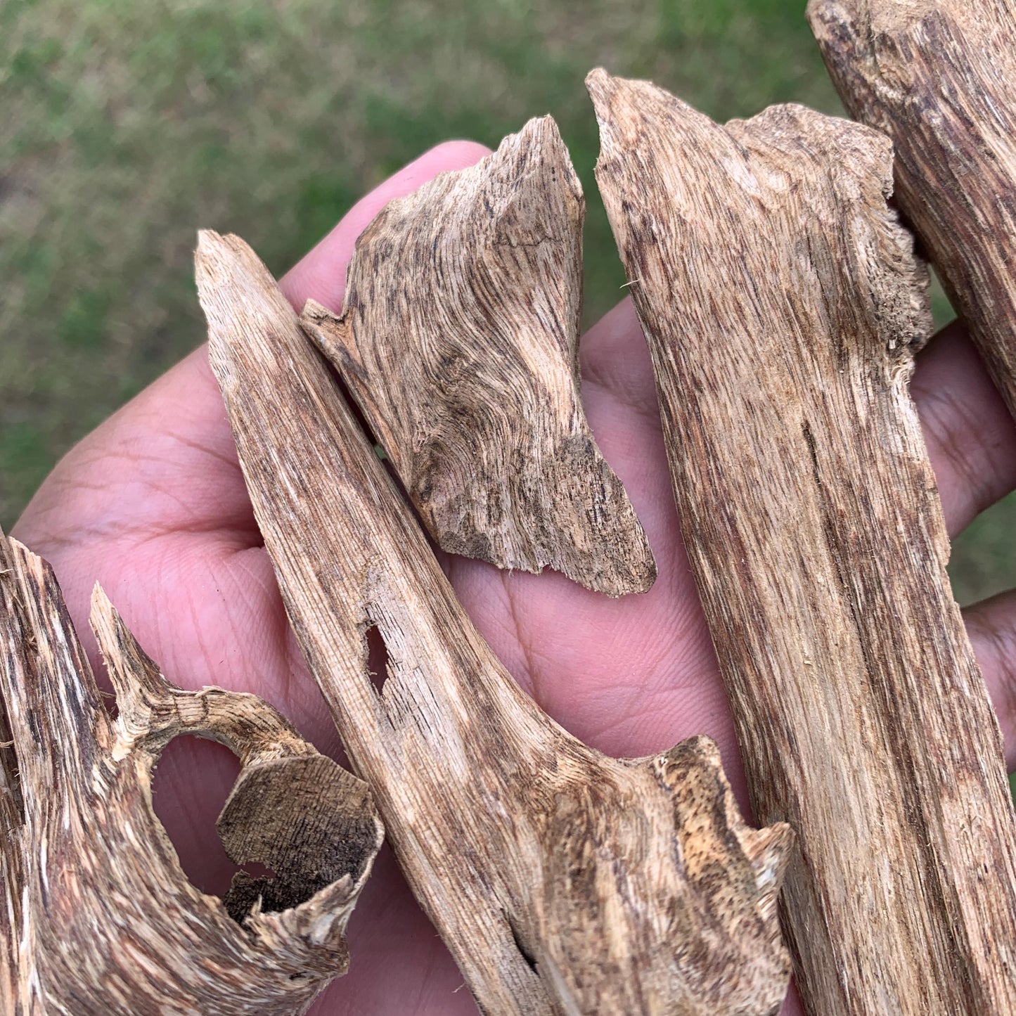50克 沉香 奇楠 沈香 العود 50 Grams Agarwood Oud C9