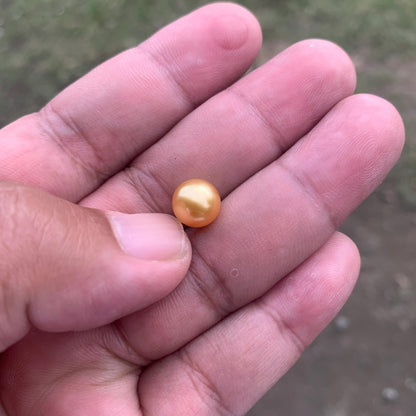 Loose High Grade Golden South Sea Pearl High Grade Loose Seawater Saltwater Pearl Small-1