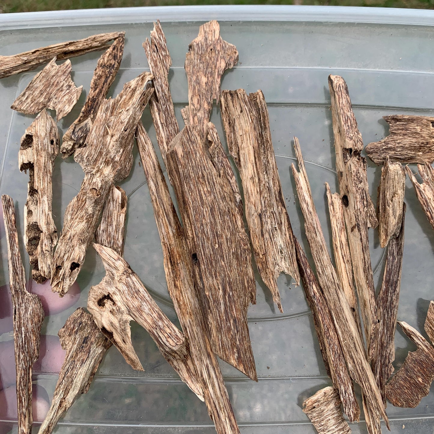 50グラム 沉香 奇楠 沈香 العود C7 50 Grams Agarwood Oud