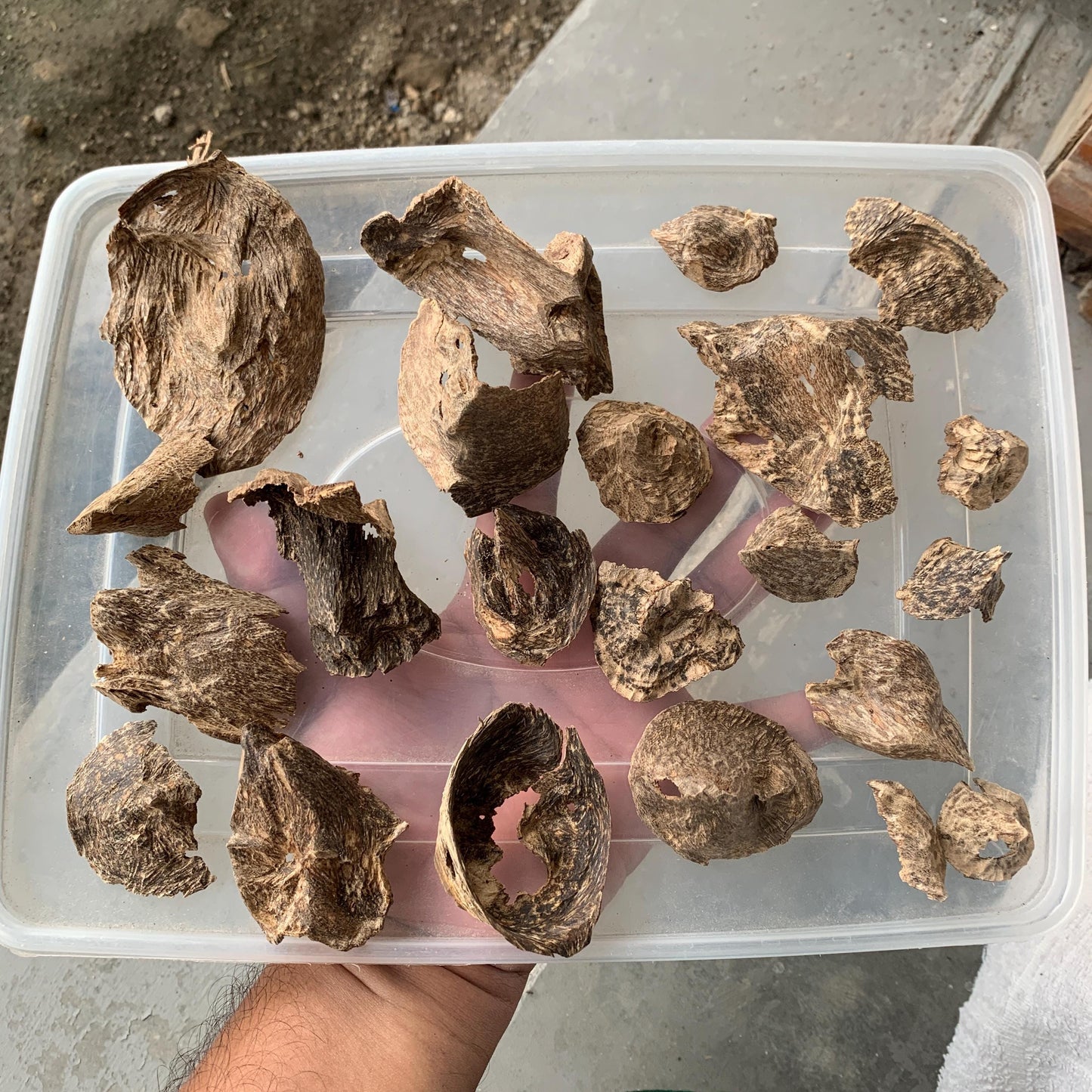 Natural Incense Agarwood Chip Chénxiāng Oud Oudh Xiāng Kyara Kynam Aloeswood Kinam qí nán Jinkō Englewood 50 Grams C6