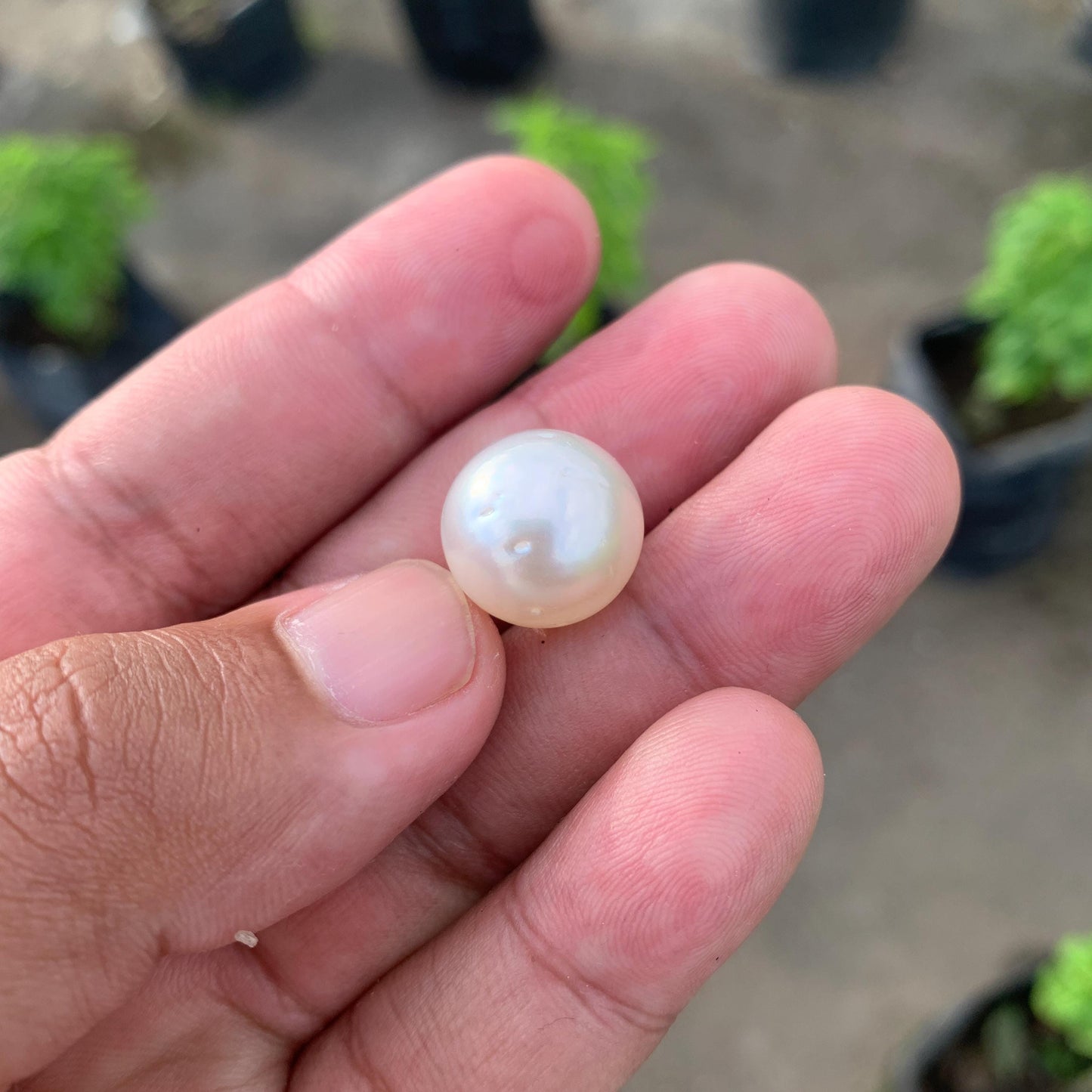 14.6mm Loose White South Sea Pearl Indonesia BoZorX FR-4