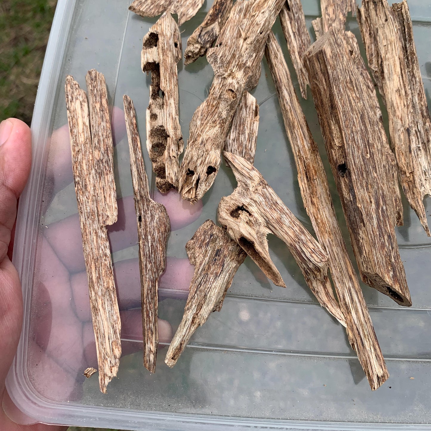 50グラム 沉香 奇楠 沈香 العود C7 50 Grams Agarwood Oud