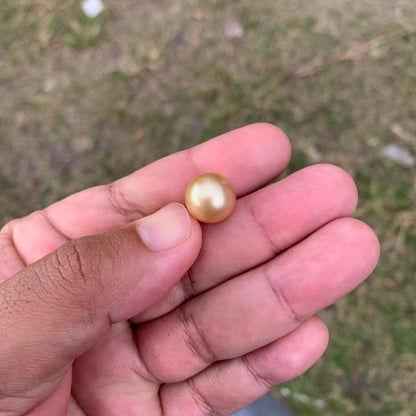 12.6mm Golden South Sea Pearl High Grade Loose Gem PP3-4