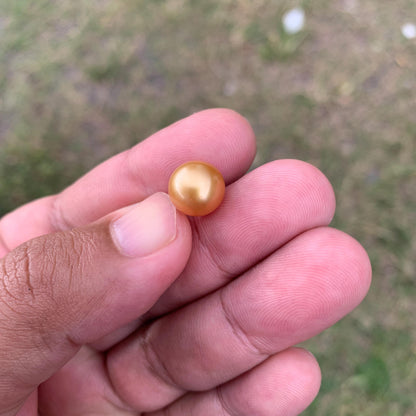 10.6mm Golden South Sea Pearl High Grade Loose Seawater Pearl PP3-6