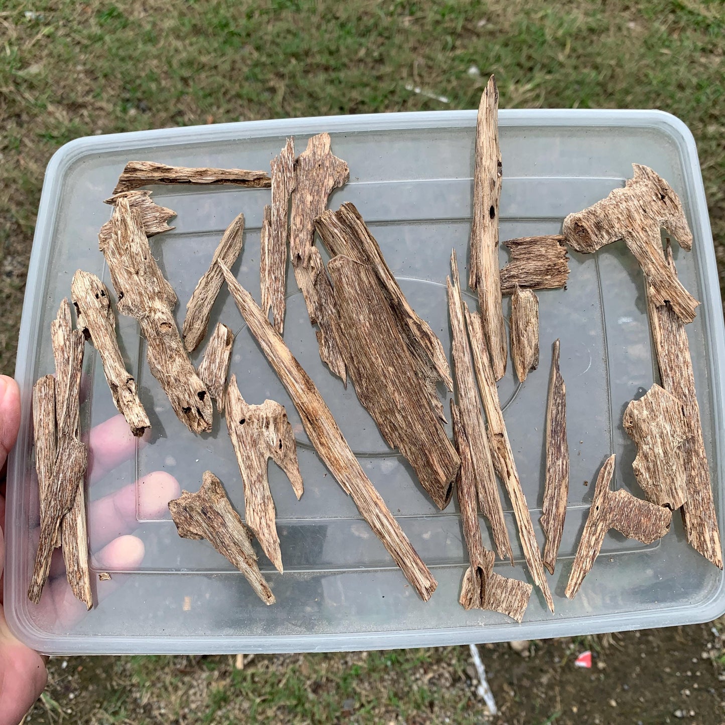 50グラム 沉香 奇楠 沈香 العود C7 50 Grams Agarwood Oud