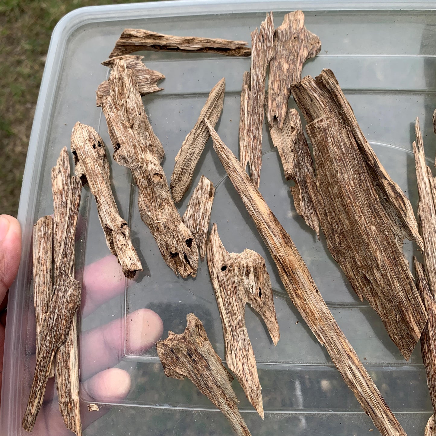 50グラム 沉香 奇楠 沈香 العود C7 50 Grams Agarwood Oud