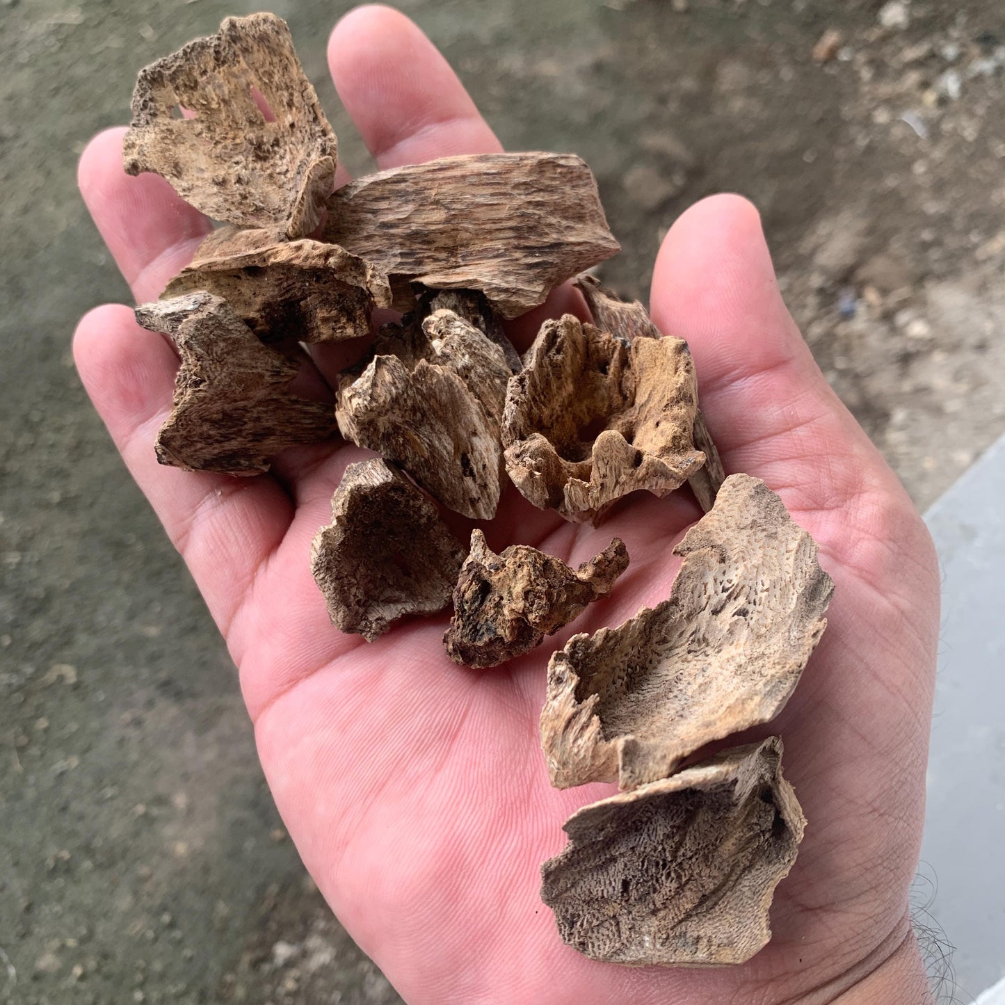 Agarwood Oud Aloes wood Englewood 50 Grams C4