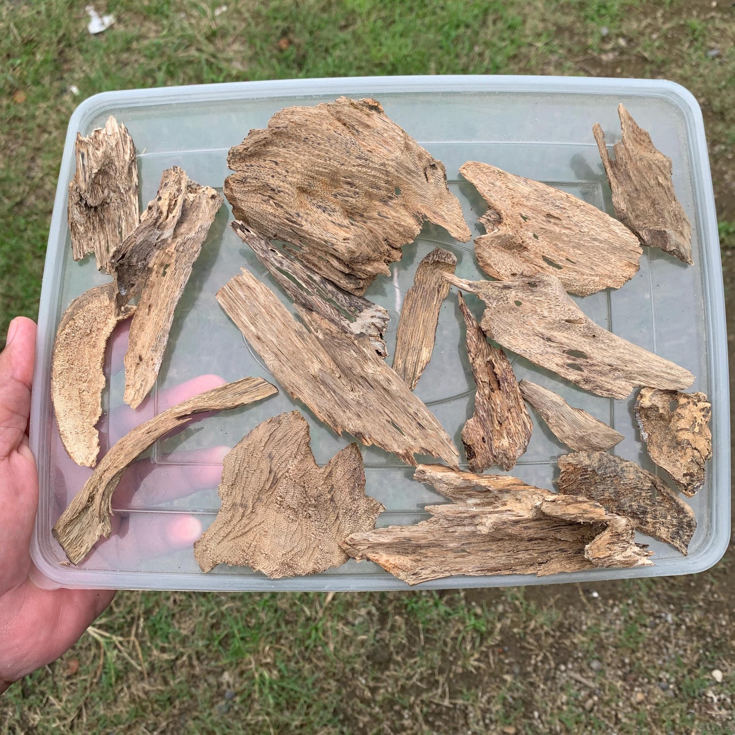 50 Grams Agarwood Oud 沉香 奇楠 沈香 العود C7