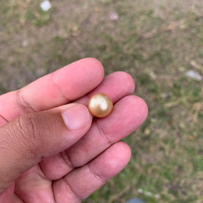 12.6mm Golden South Sea Pearl High Grade Loose Gem PP3-4