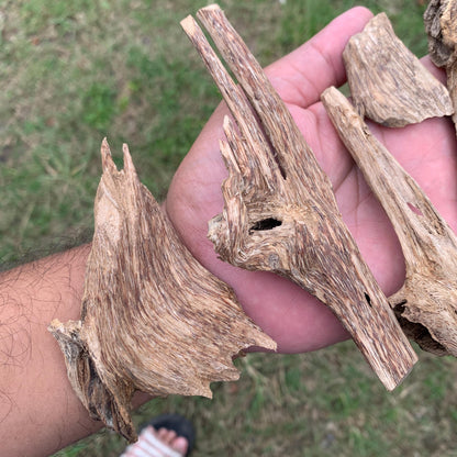 50克 沉香 奇楠 沈香 العود 50 Grams Agarwood Oud C9
