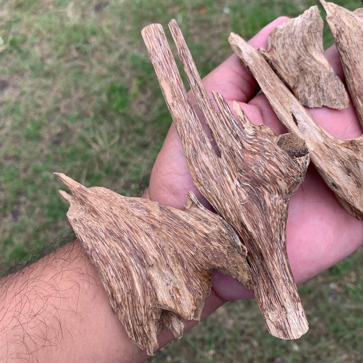 50克 沉香 奇楠 沈香 العود 50 Grams Agarwood Oud C9
