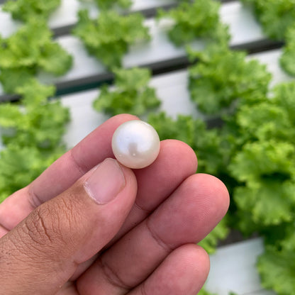 White South Sea Pearl Loose Indonesia Pearl (15x14.7mm) BoZorX FR-5