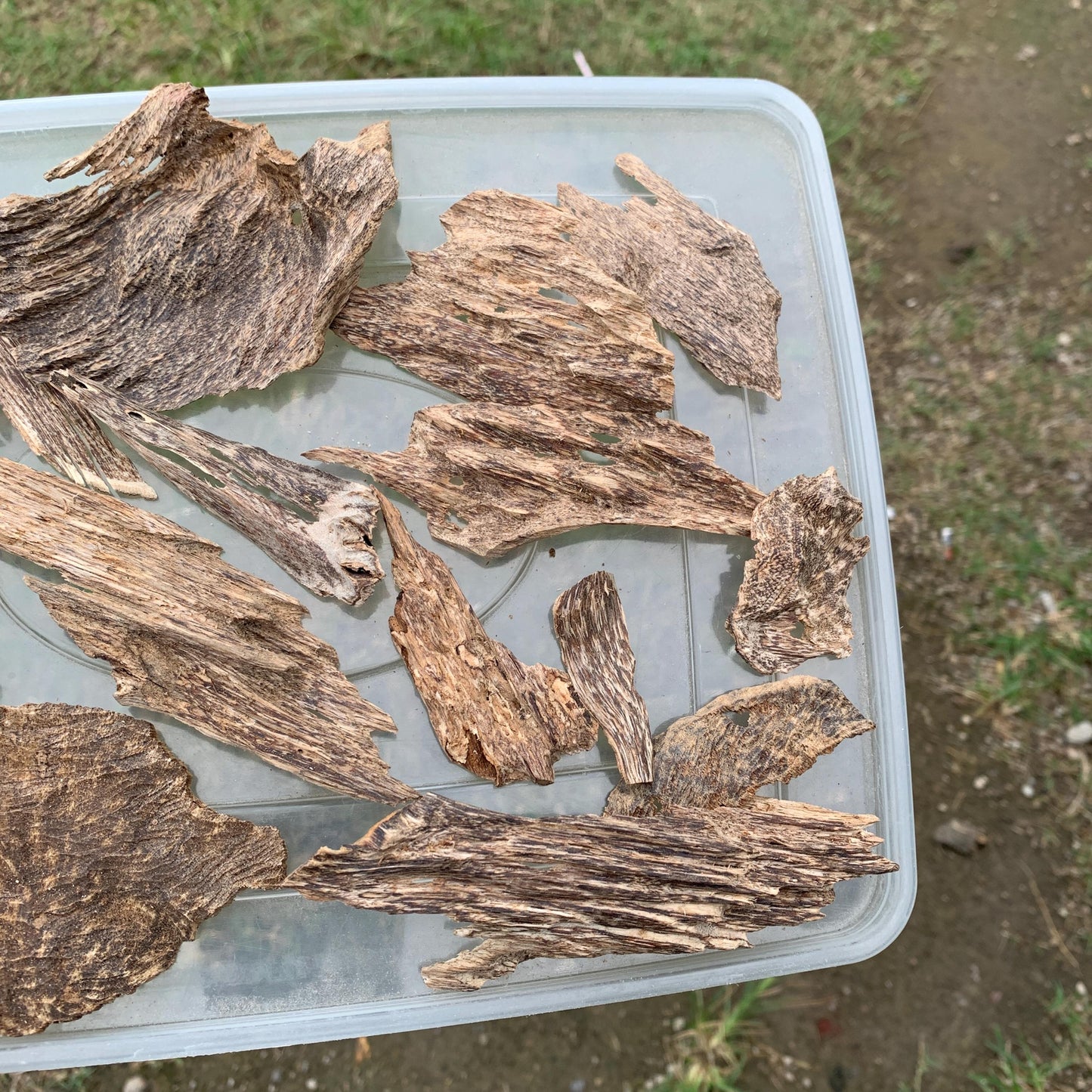 50 Grams Agarwood Oud 沉香 奇楠 沈香 العود C7