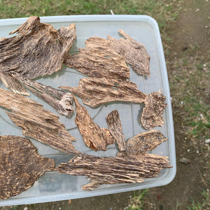 50 Grams Agarwood Oud 沉香 奇楠 沈香 العود C7