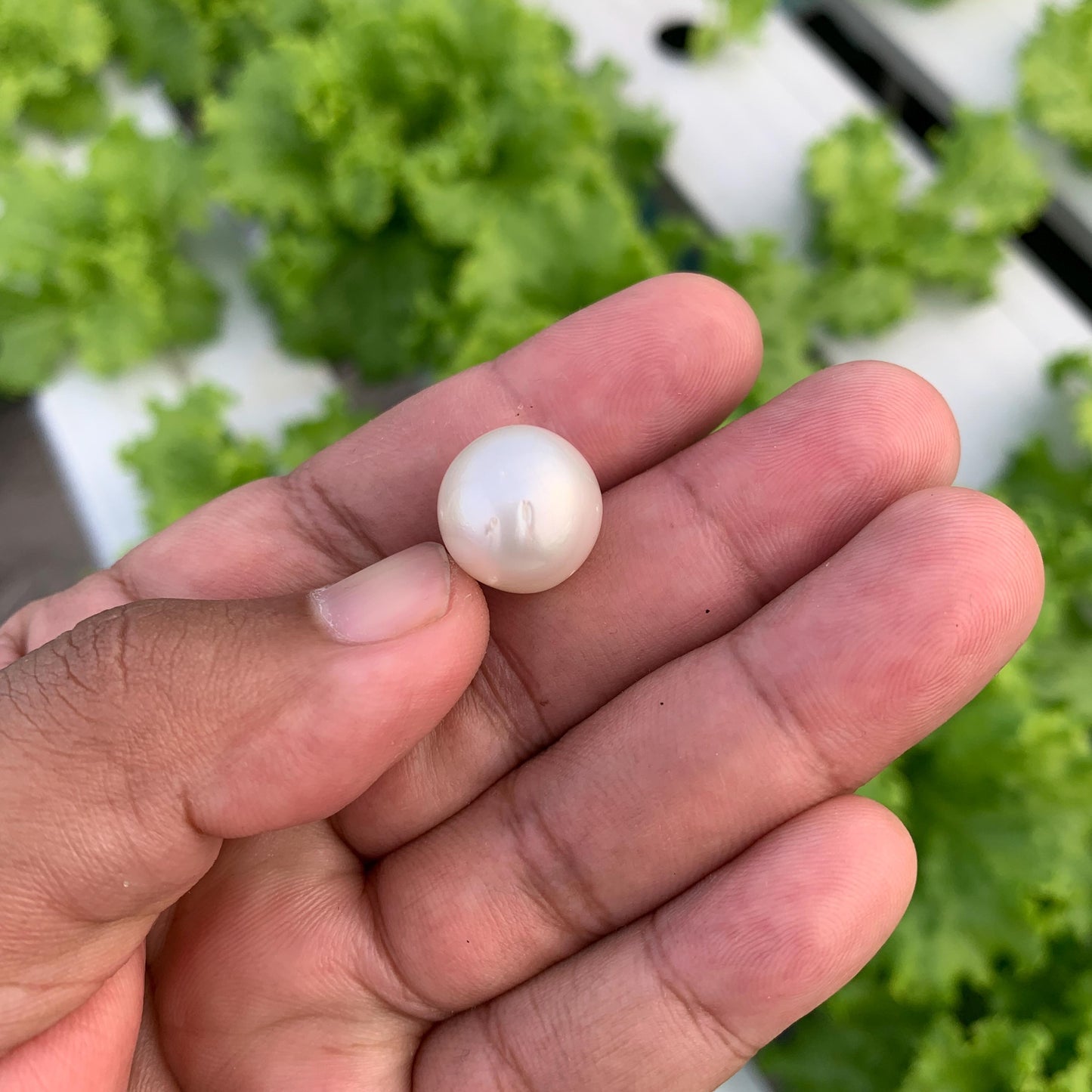 White South Sea Pearl Loose Indonesia Pearl (15x14.7mm) BoZorX FR-5