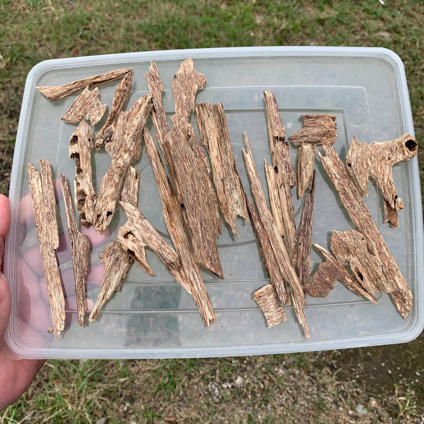 50グラム 沉香 奇楠 沈香 العود C7 50 Grams Agarwood Oud