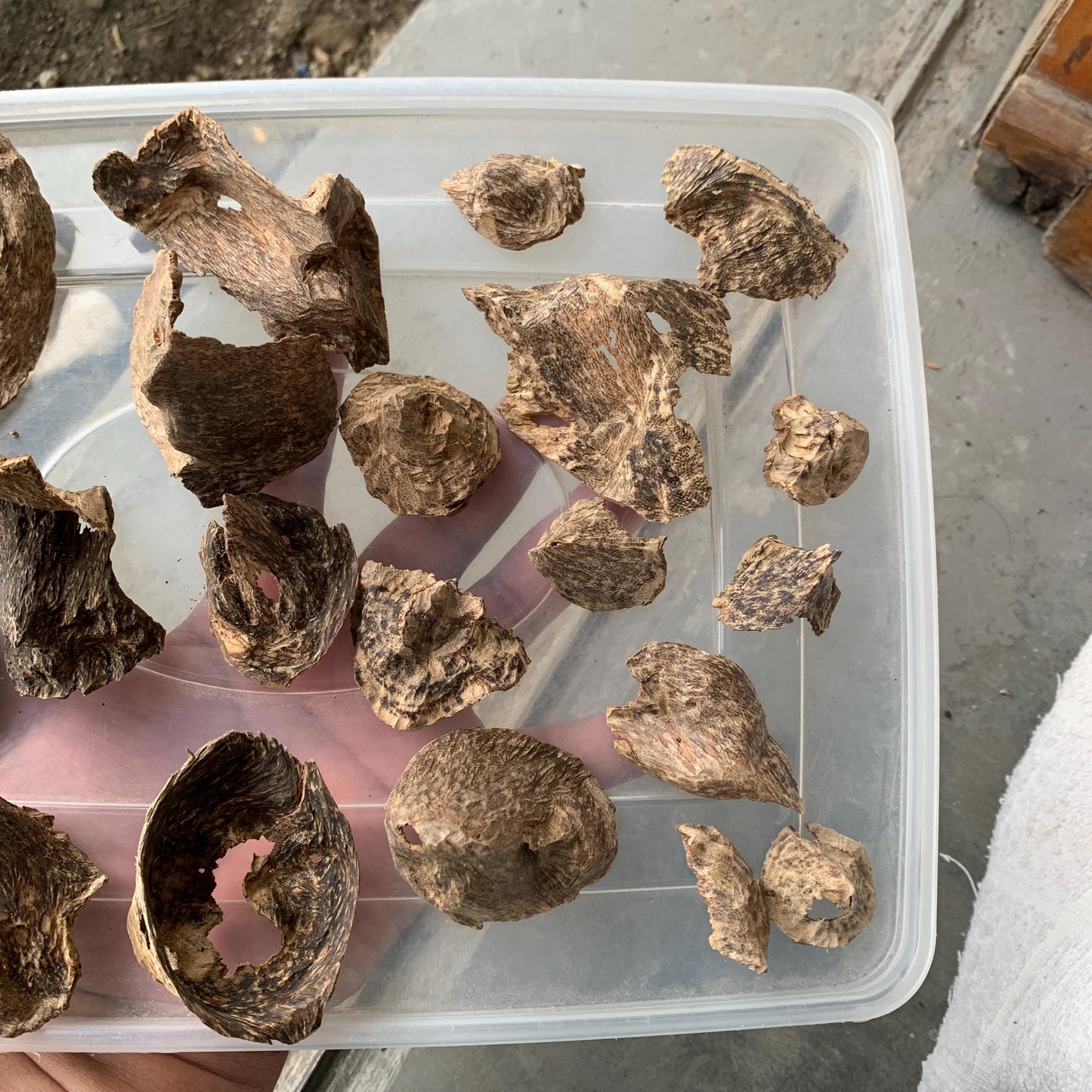 Natural Incense Agarwood Chip Chénxiāng Oud Oudh Xiāng Kyara Kynam Aloeswood Kinam qí nán Jinkō Englewood 50 Grams C6