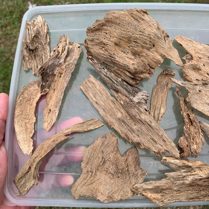 50 Grams Agarwood Oud 沉香 奇楠 沈香 العود C7