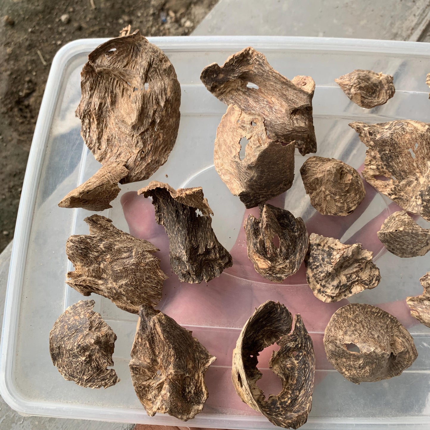 Natural Incense Agarwood Chip Chénxiāng Oud Oudh Xiāng Kyara Kynam Aloeswood Kinam qí nán Jinkō Englewood 50 Grams C6