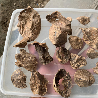 Natural Incense Agarwood Chip Chénxiāng Oud Oudh Xiāng Kyara Kynam Aloeswood Kinam qí nán Jinkō Englewood 50 Grams C6