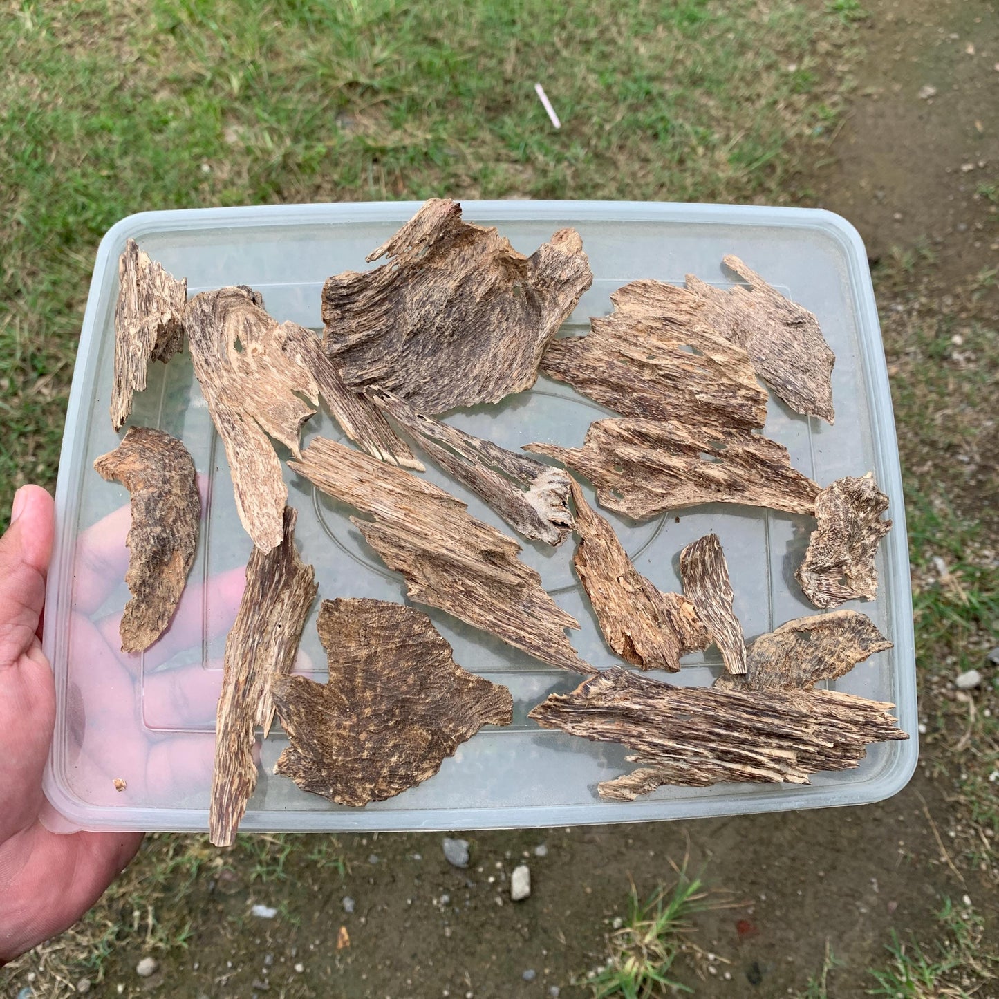 50 Grams Agarwood Oud 沉香 奇楠 沈香 العود C7