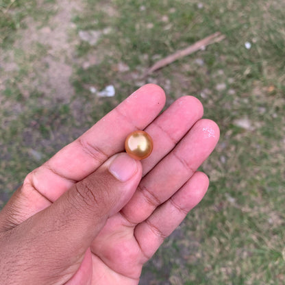 14mm Golden South Sea Button Pearl High Grade Loose Saltwater Pearl PP4-1