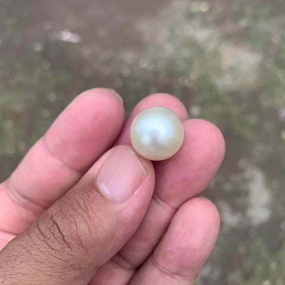 14.5mm Loose White South Sea Pearl Beads Sea Pearl Beads High Grade Loose Saltwater Pearl Bead