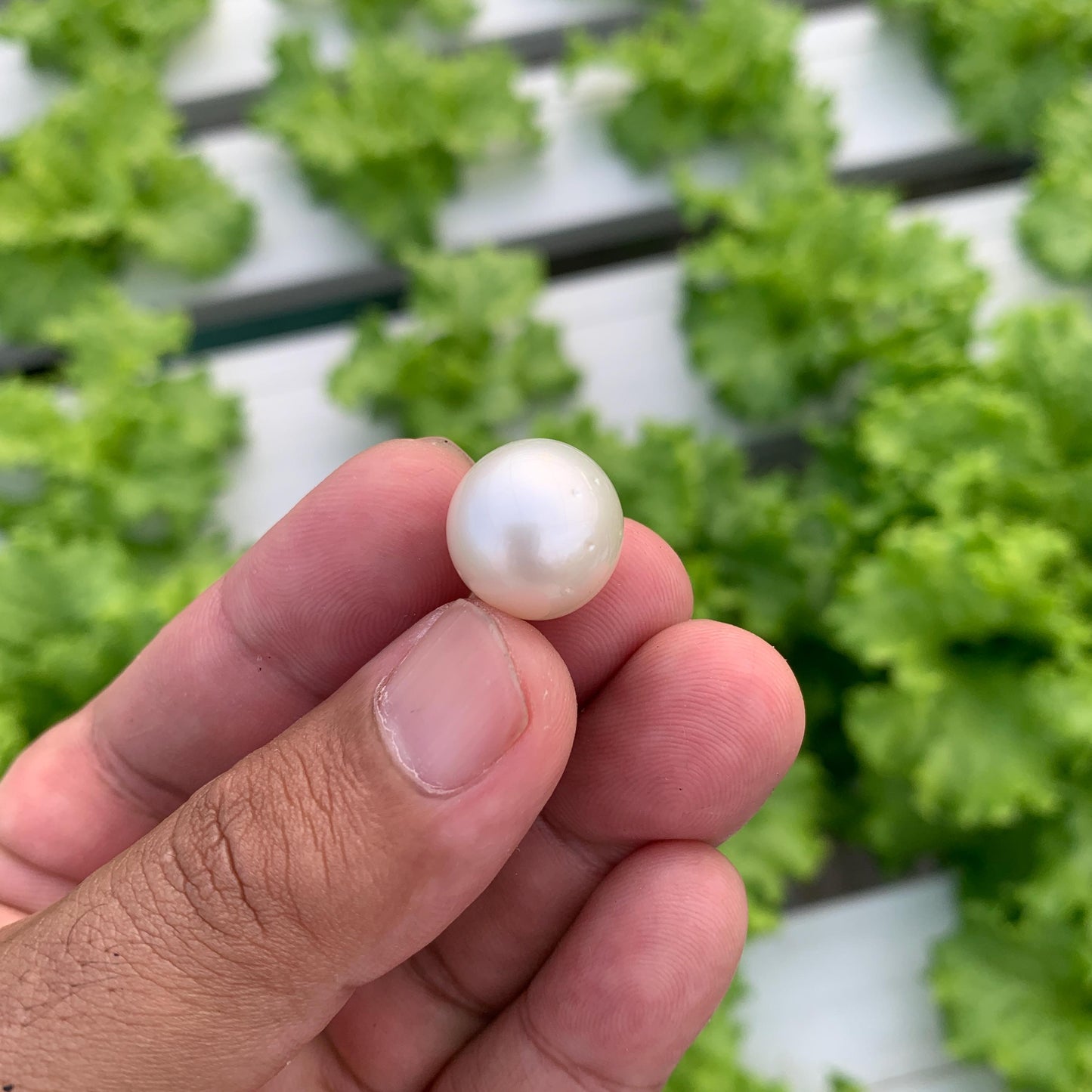 White South Sea Pearl Loose Indonesia Pearl (15x14.7mm) BoZorX FR-5