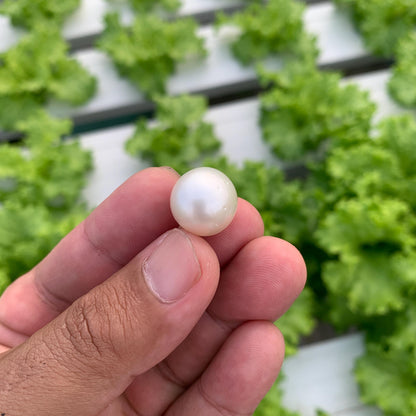 White South Sea Pearl Loose Indonesia Pearl (15x14.7mm) BoZorX FR-5