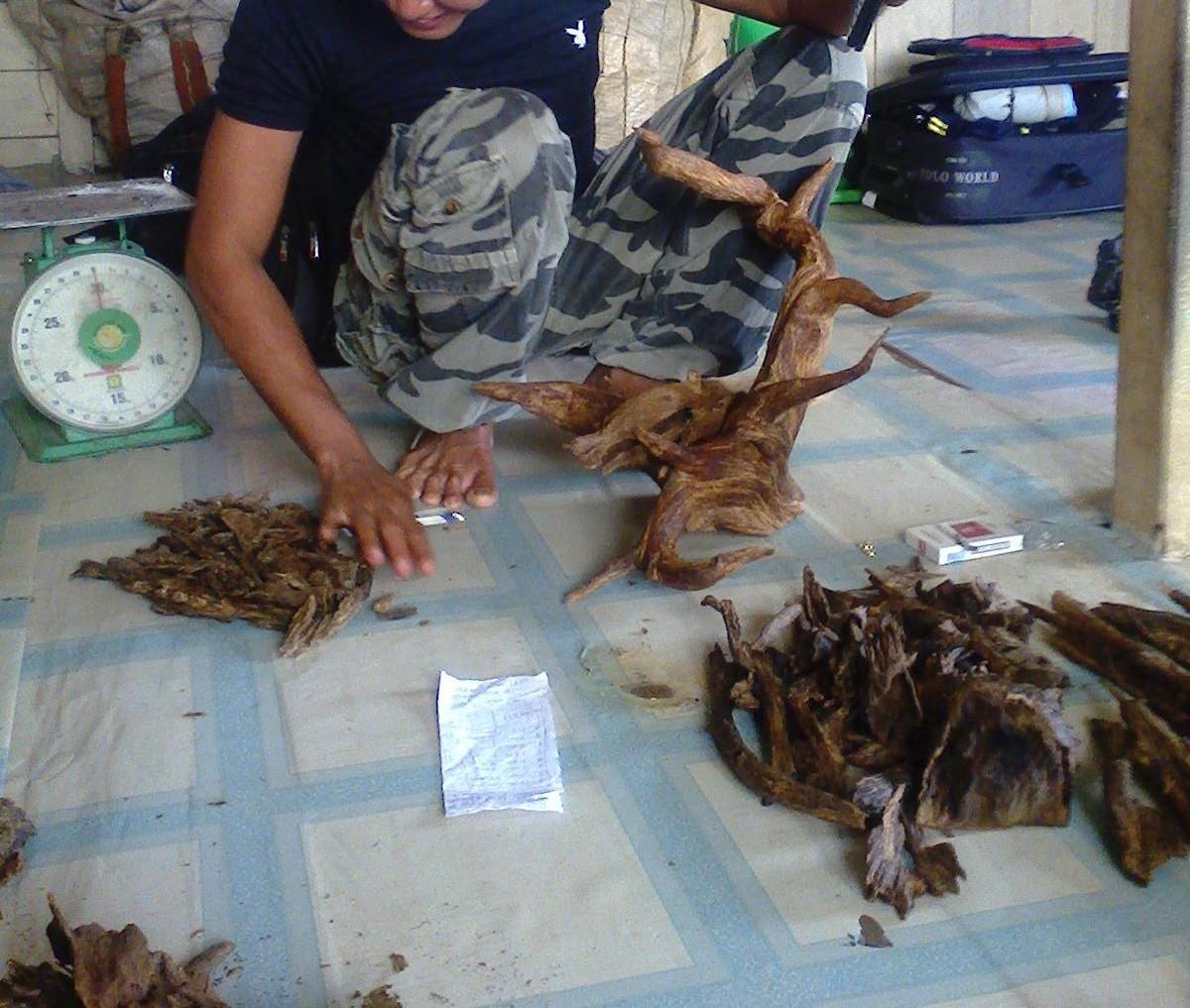 Malino Oud Oil Malinau Agarwood Oil Kalimantan Oud Oil Kalimantan Agarwood Oil Indonesia Oud Oil Gaharu Oil Malino Indonesia Kalimantan Oud