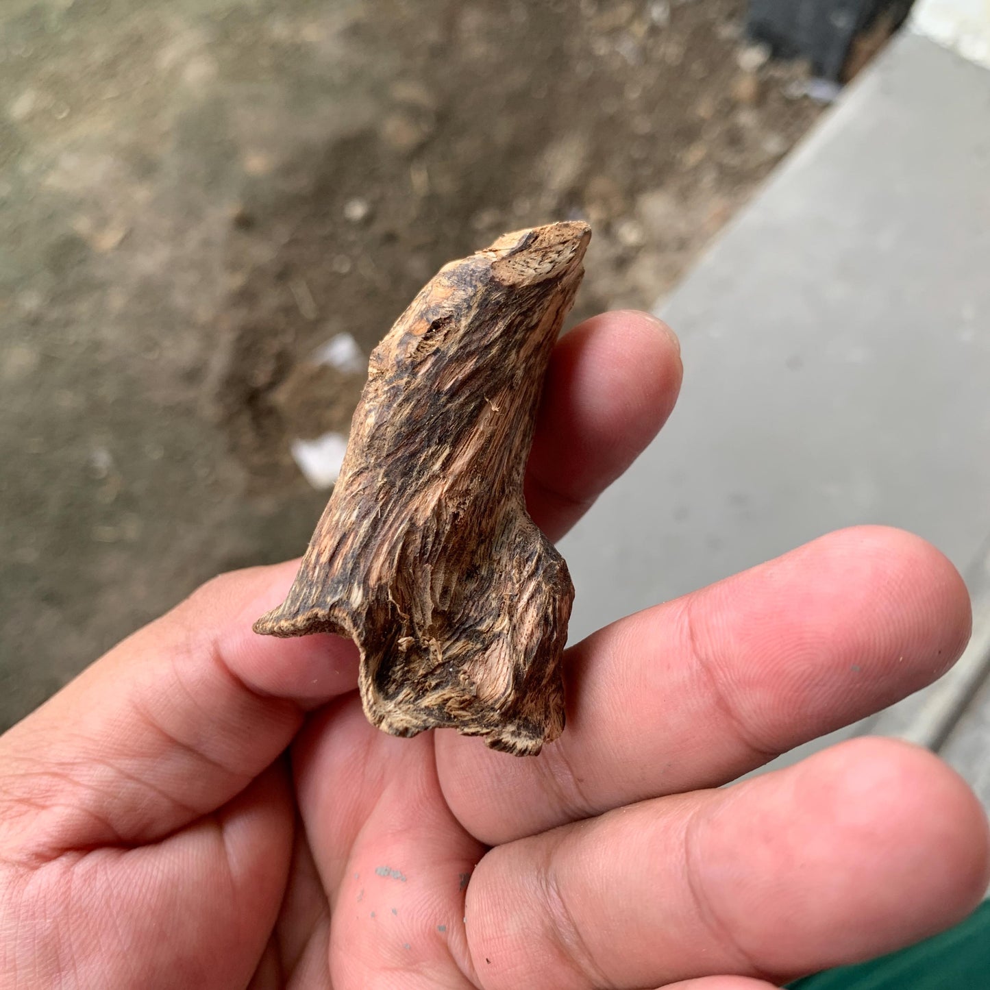 Agarwood Chips Chénxiāng Oud Incense Oudh Xiāng Kyara Kynam Aloeswood Kinam qí nán Jinkō Englewood 50 Grams C5 Solid Wood