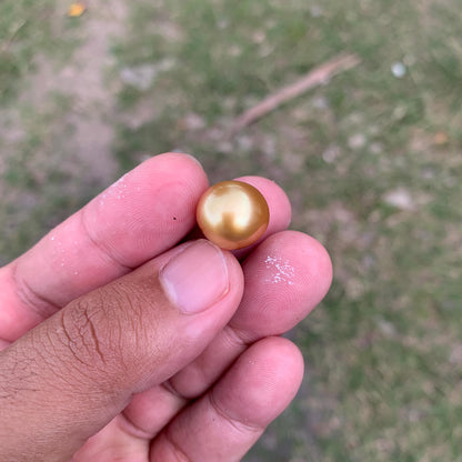 14mm Golden South Sea Button Pearl High Grade Loose Saltwater Pearl PP4-1