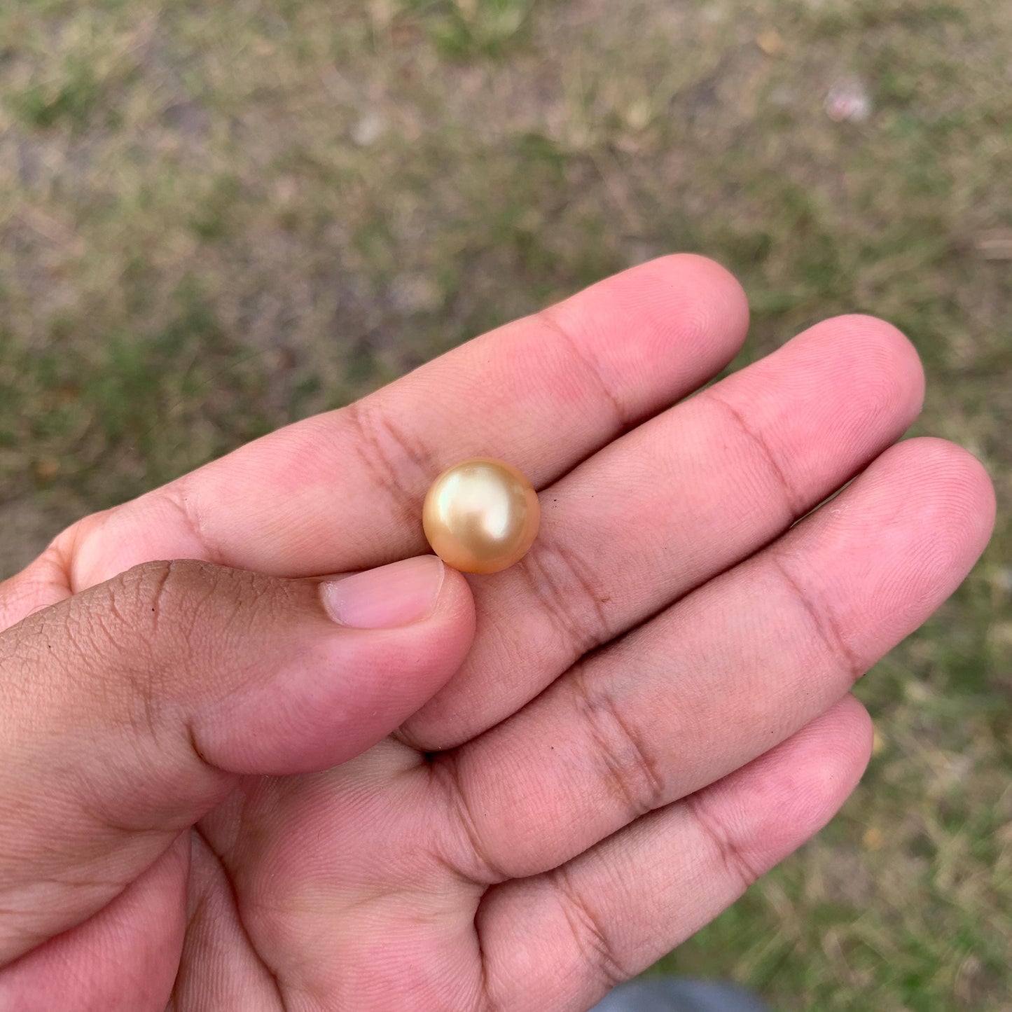 12.6mm Golden South Sea Pearl High Grade Loose Gem PP3-4