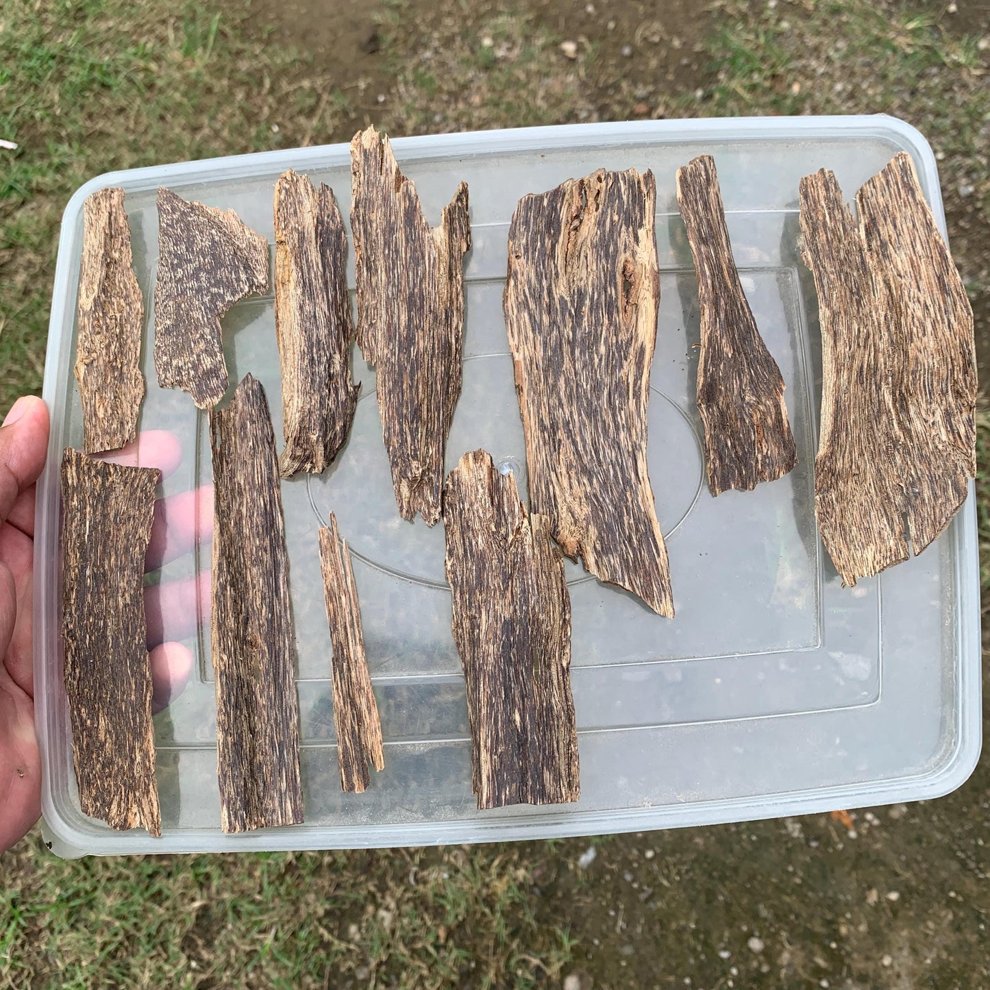 50 Grams Indonesia Agarwood Chips