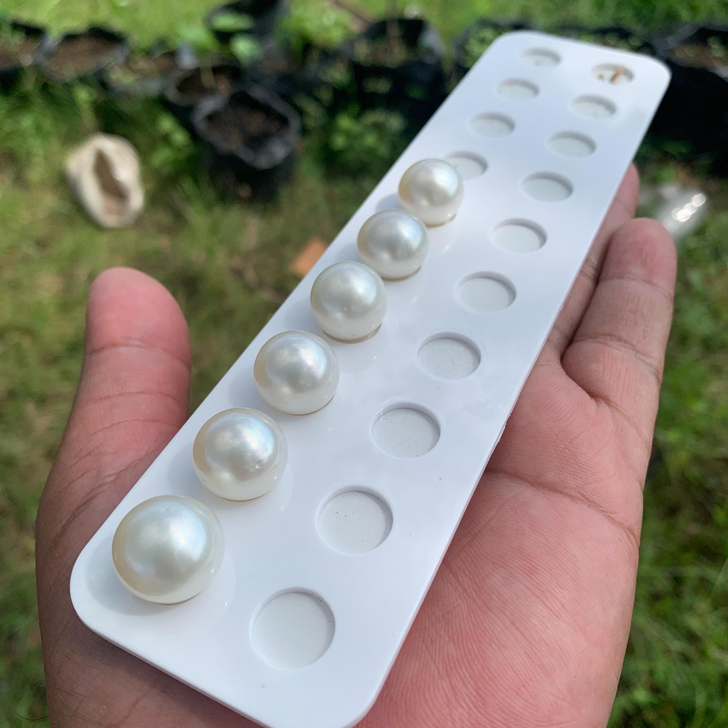 White South Sea Pearl Loose Button Shape, 14.5-16mm BT