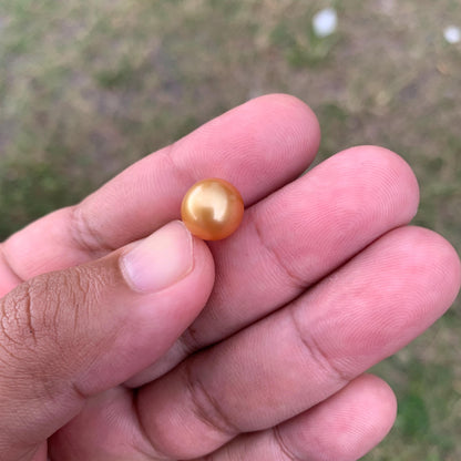 10.6mm Golden South Sea Pearl High Grade Loose Seawater Pearl PP3-6
